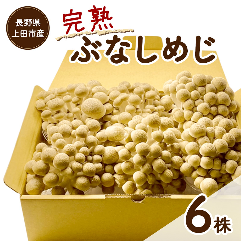 長野県上田市産 完熟ぶなしめじ6株｜信州産 産地直送 きのこ 詰め合わせ 食べ応え抜群 苦みが少ない 栄養豊富